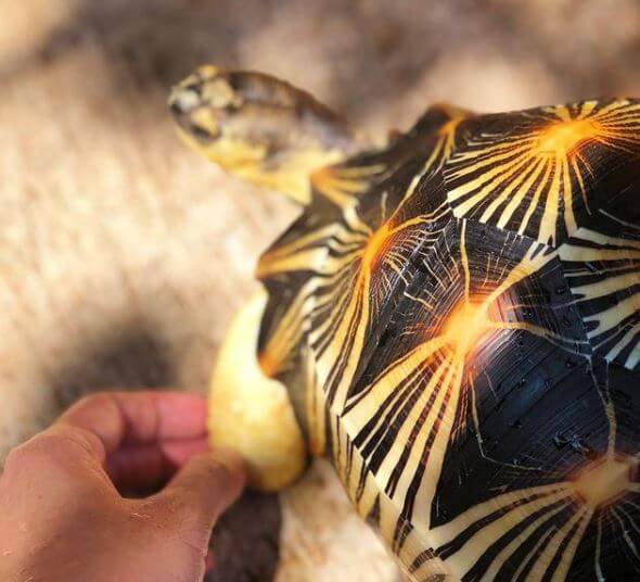 Best Food For a Tortoise