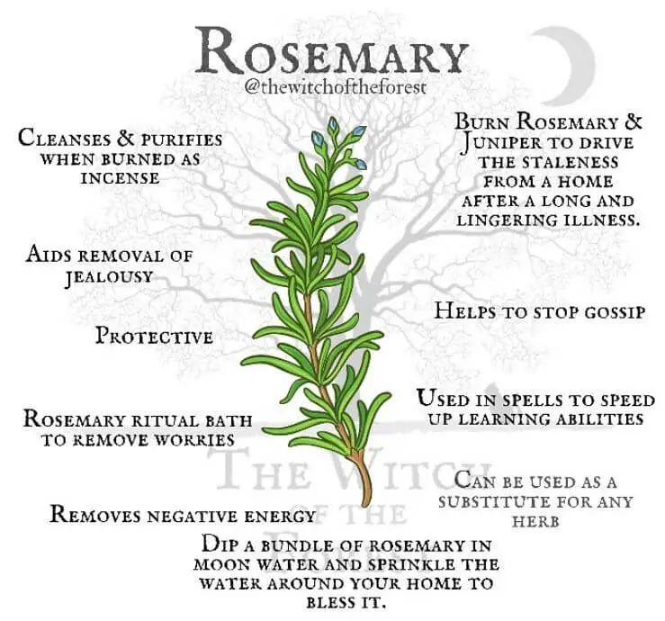 Can Bearded Dragons Eat Rosemary Leaves