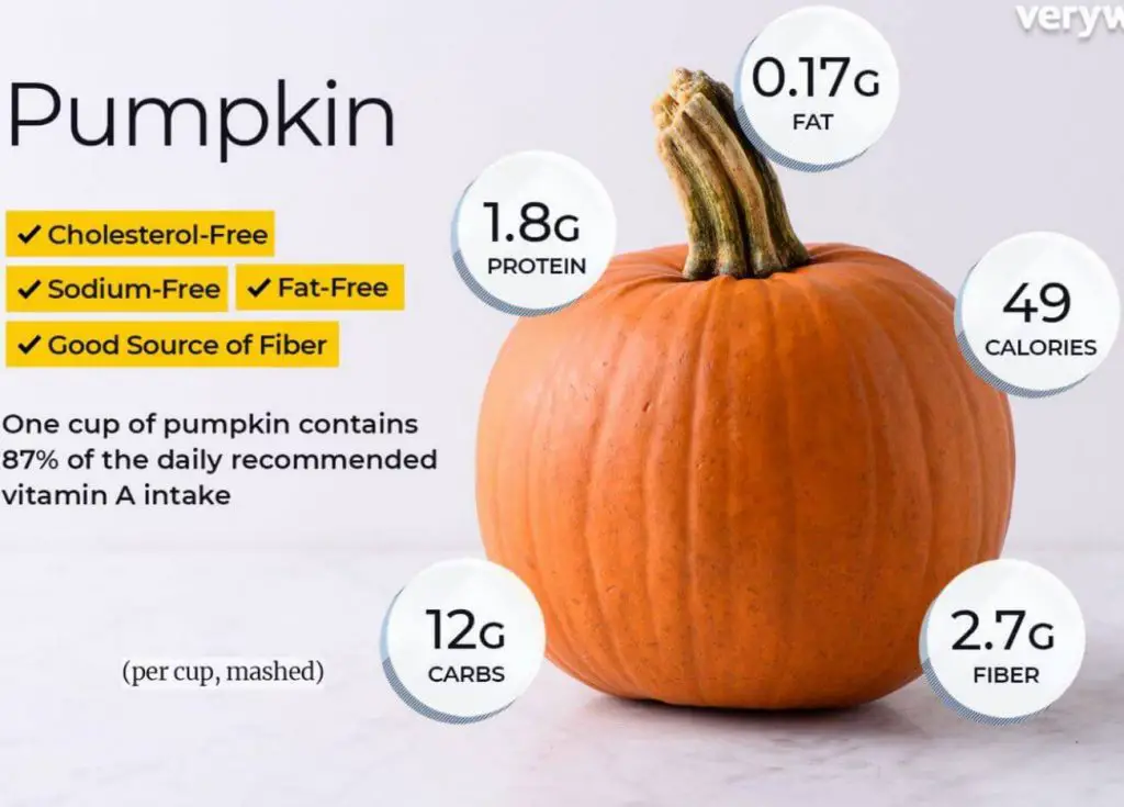 Can My Bearded Dragon Eat Squash