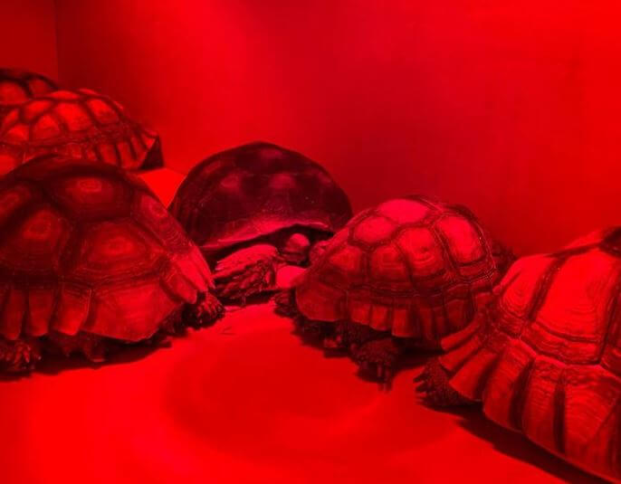 Best Heat Lamp For Sulcata Tortoise