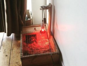 Best Heat Lamp For Tortoise Table