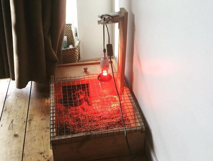 Best Heat Lamp For Tortoise Table