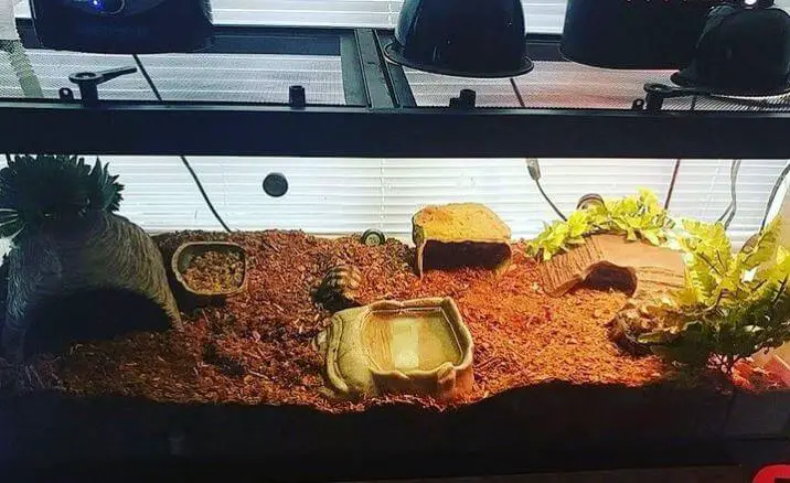 Best Indoor Tortoise Enclosure
