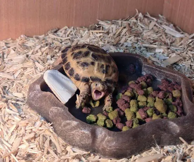 Best Substrate For Russian Tortoise In 2021 Top 9 - What Is The Best Bedding For Russian Tortoise Best Substrate For Russian Tortoise In 2021 Top 9 - What Is The Best Bedding For Russian Tortoise