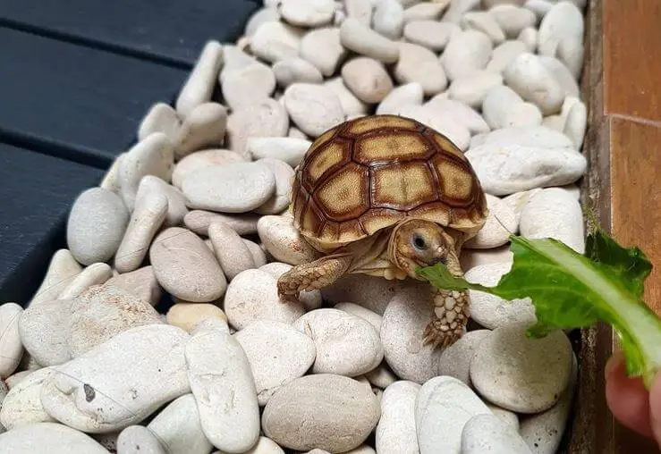 Best Substrate For Baby Sulcata Tortoise