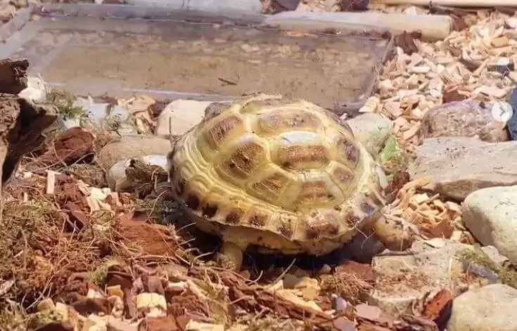 Best Substrate For Desert Tortoise