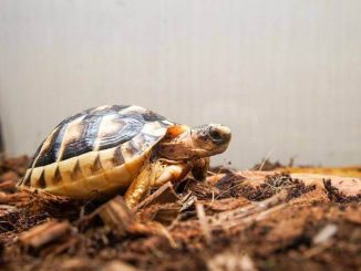 Best Substrate For Leopard Tortoise