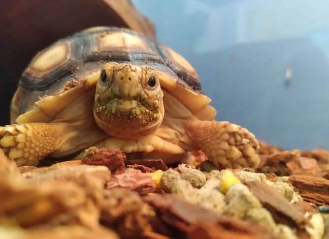 Best Substrate For Sulcata Tortoise