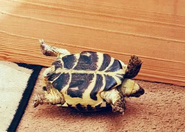 Best Substrate For a Russian Tortoise
