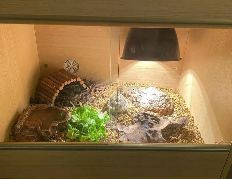 Best Wood For Tortoise Enclosure