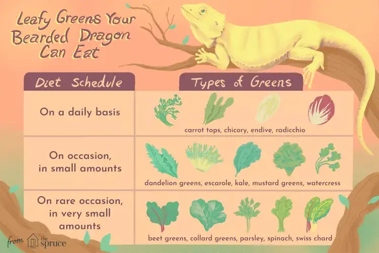 Can Bearded Dragons Eat Chard?