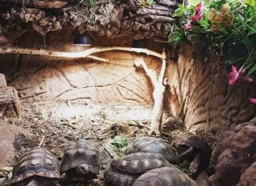 Ideal Tortoise Enclosure