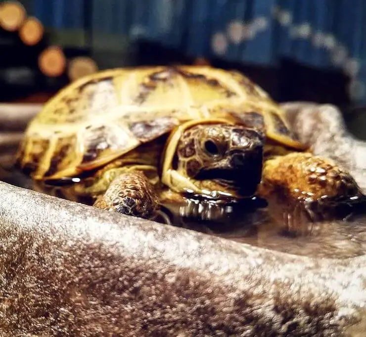 Russian Tortoise Substrate Moisture