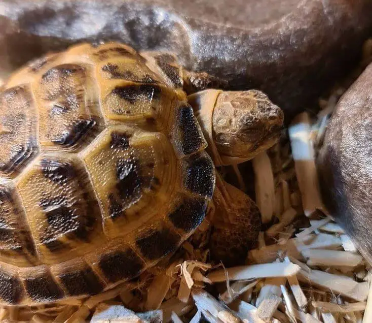 Russian Tortoise Substrate