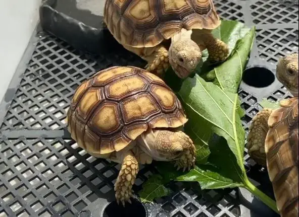 Substrate For Baby Sulcata Tortoise