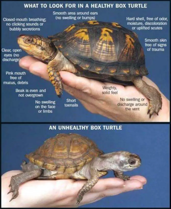 Unhealthy Tortoise Shell