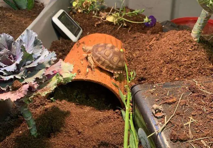What Substrate Is Best For Sulcata Tortoise