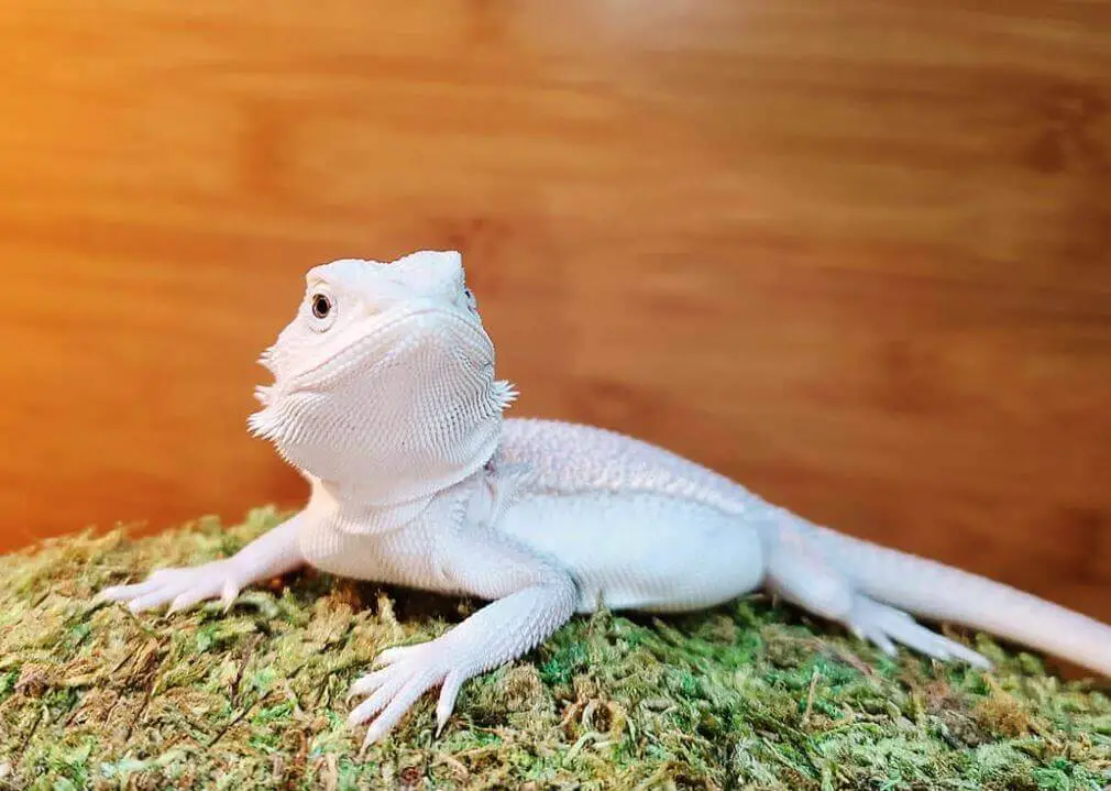 White and Red Bearded Dragon