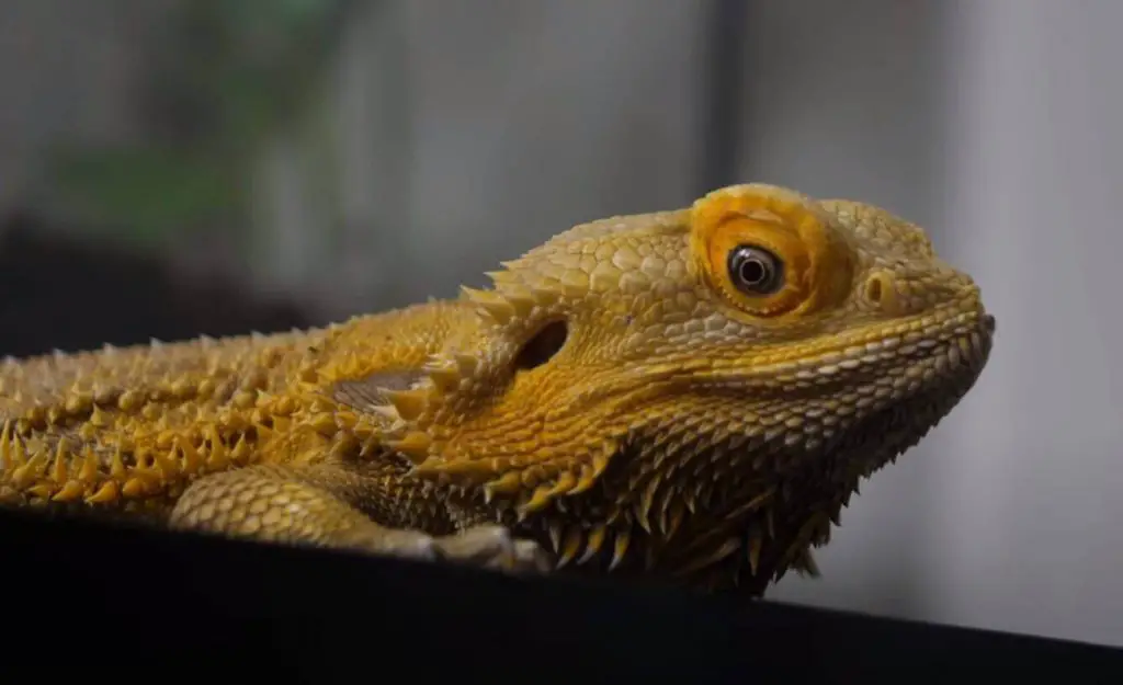 Does bearded dragons like music