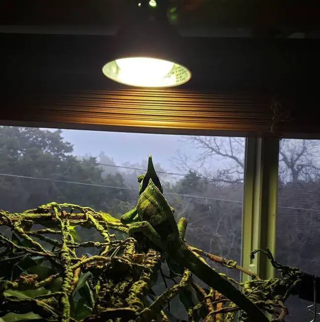 Lights For Veiled Chameleons