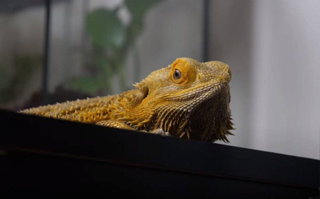 Why Does My Bearded Dragon Stare At Me