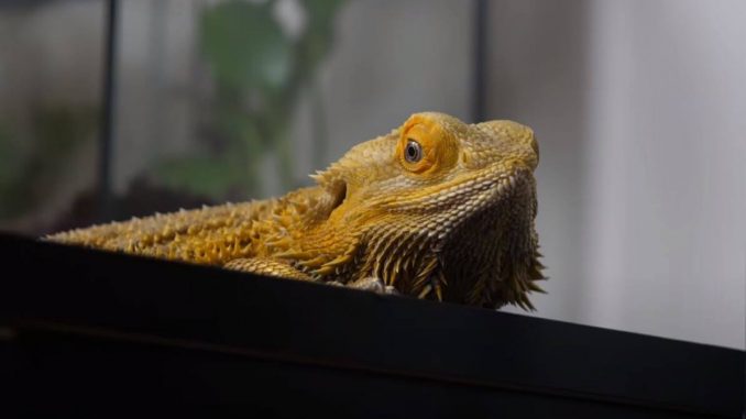 Why Does My Bearded Dragon Stare At Me