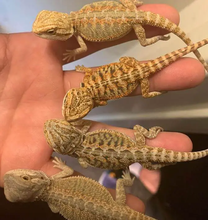 Baby Bearded Dragon Body Language