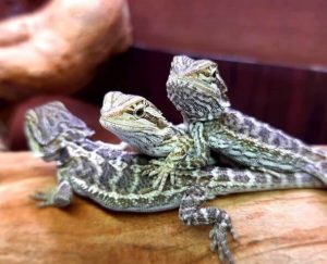 Baby Bearded Dragon Diet