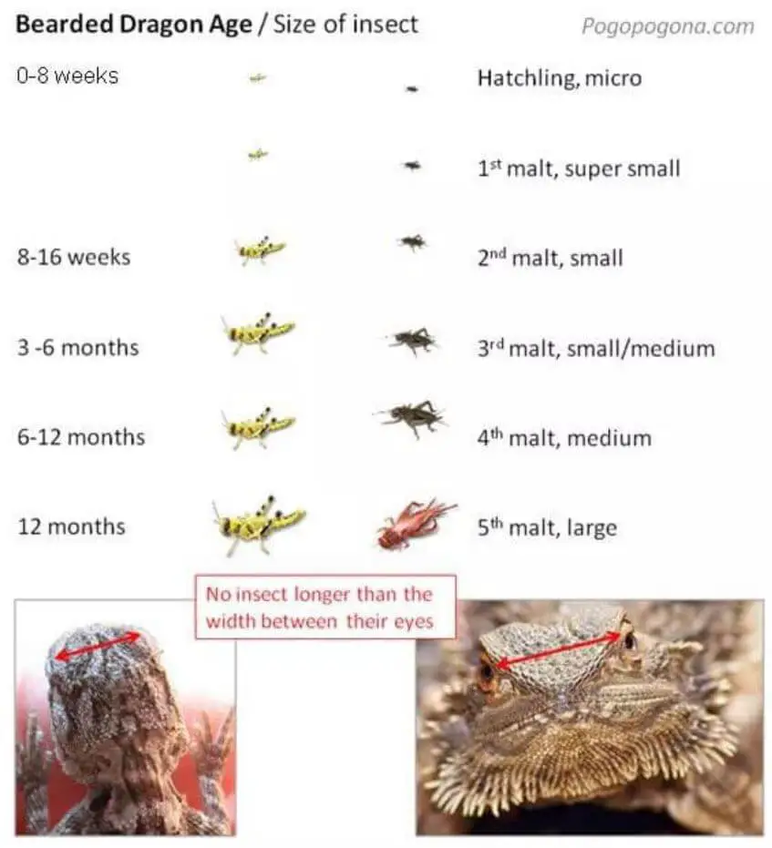 Baby Bearded Dragon Eating Crickets