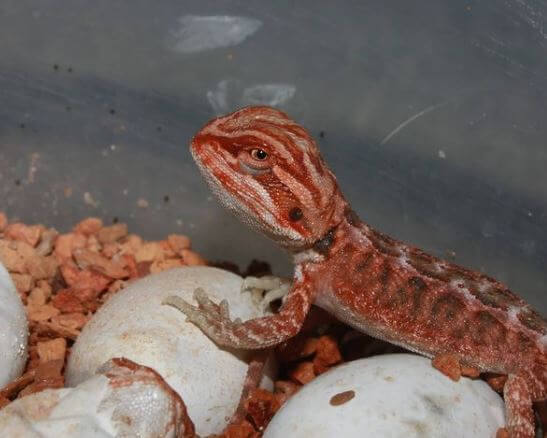 Baby Bearded Dragon Not Eating And Sleeping a Lot
