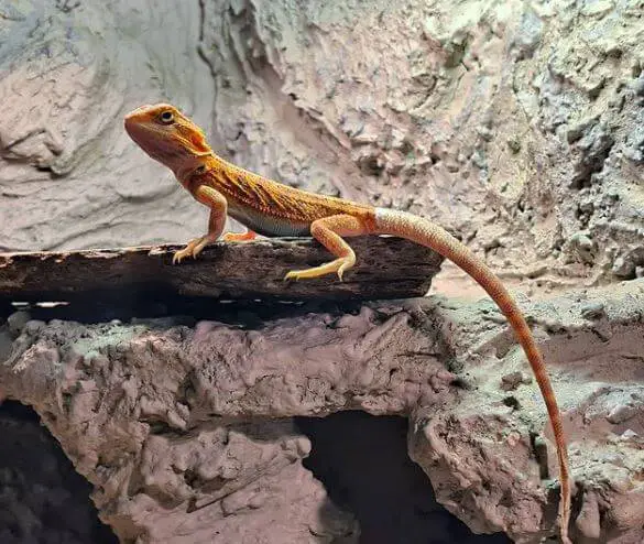 Baby Bearded Dragon Not Eating Enough