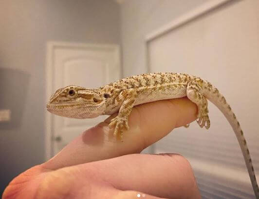 Baby Bearded Dragon Not Eating Or Moving