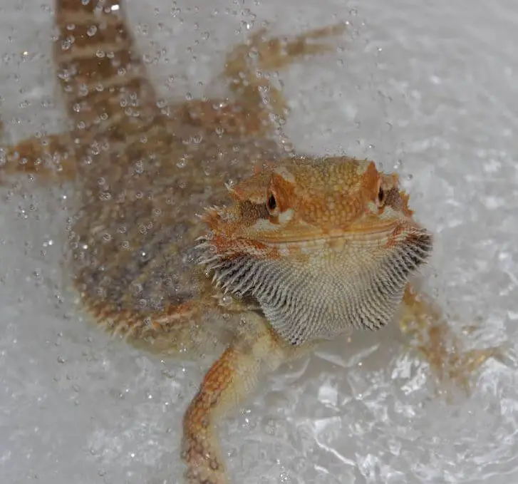 Bearded Dragon Bath Behavior