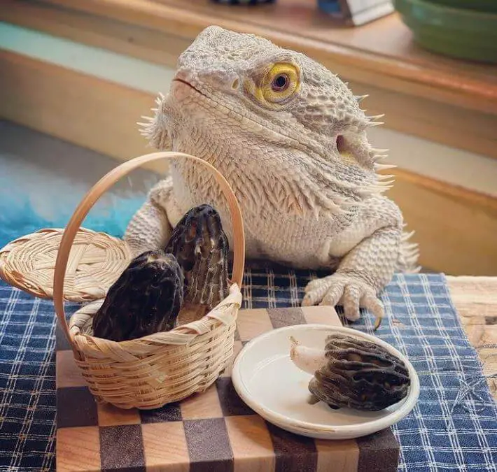 Bearded Dragon Behavior And Body Language