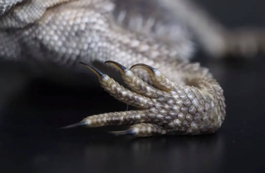 Bearded Dragon Behavioral Adaptations