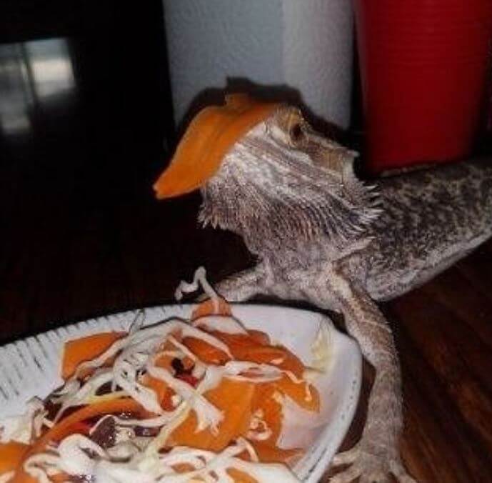 Bearded Dragon Body Language Happy