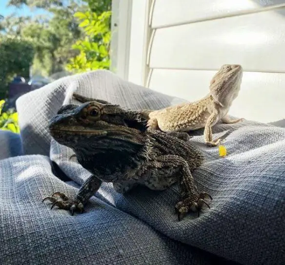 Bearded Dragon Body Language Tail Up