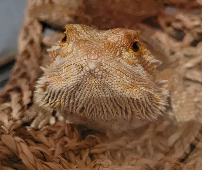 Bearded Dragon Breeding Behavior
