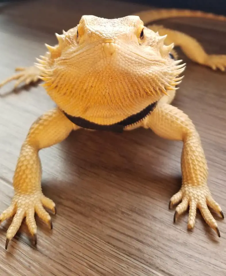 Bearded Dragon Happy Behavior