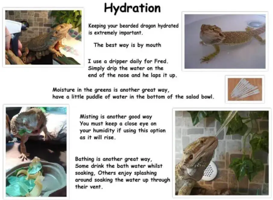 Bearded Dragon Hydration