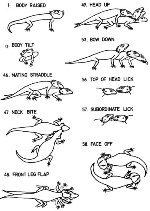 Bearded Dragon Social Behavior