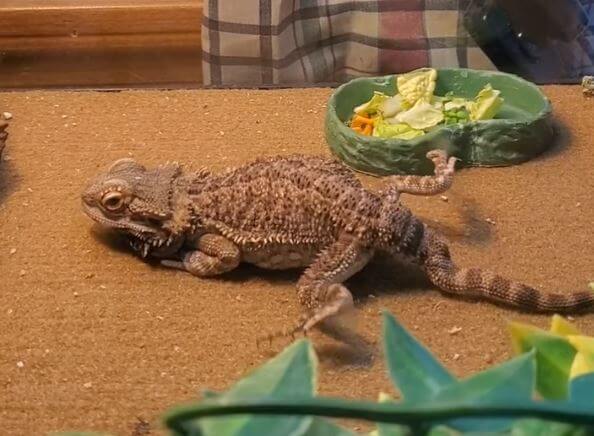 Bearded Dragon Weird Behavior