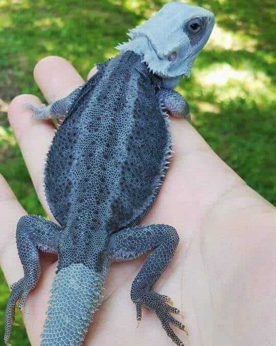 Bearded Dragon Weird