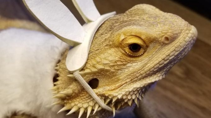 Bearded Dragons Body Language