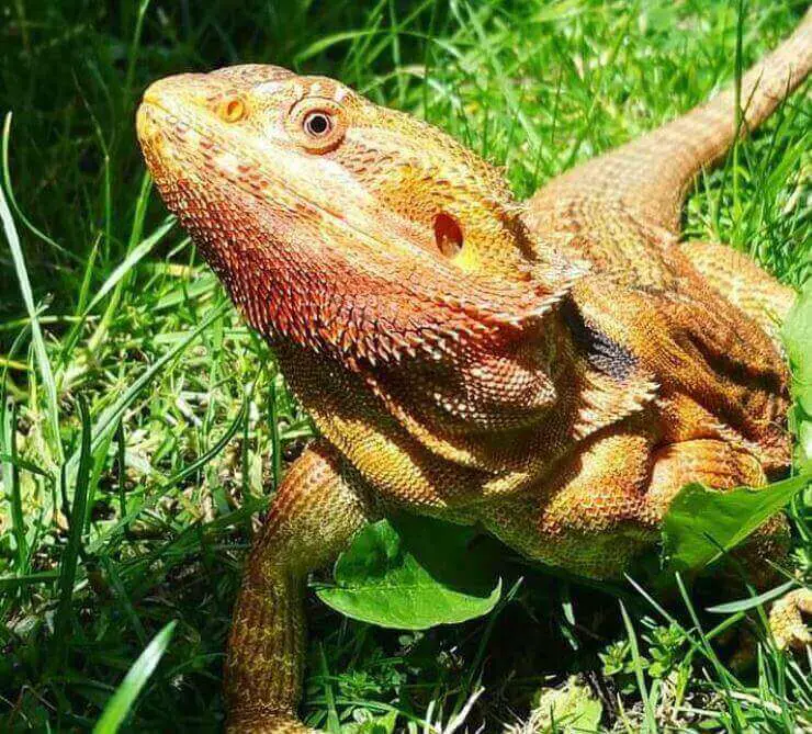 Beardie Greens