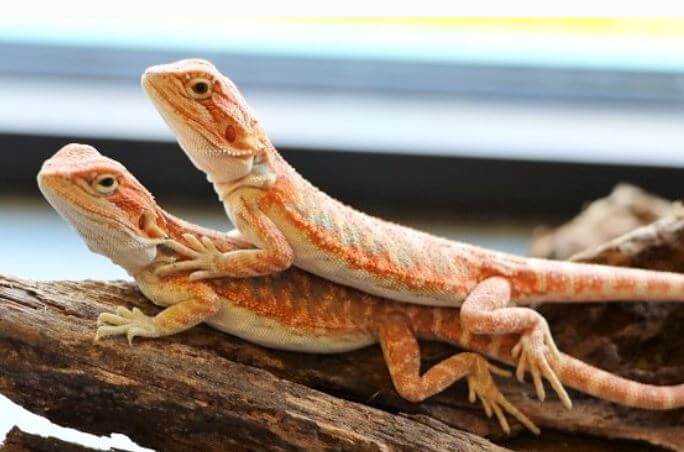 Beardie Growth Chart