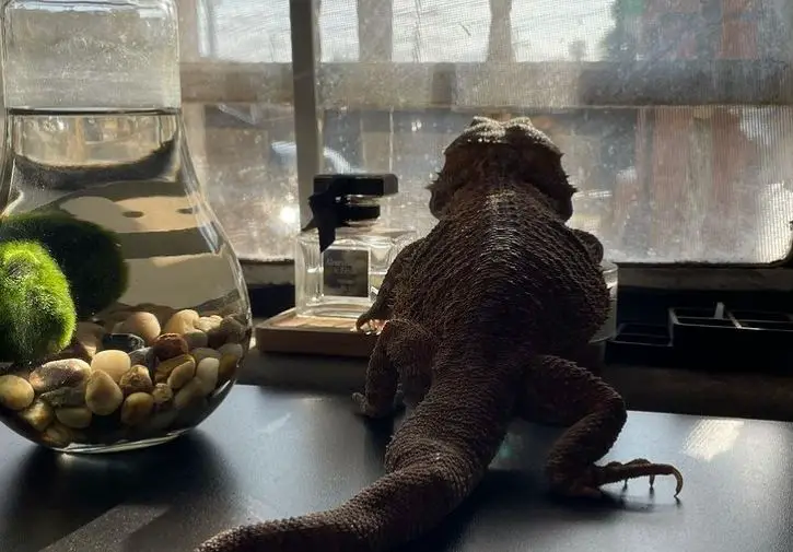Beardie Isn't Eating