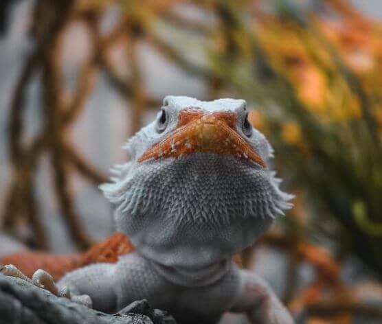 Beardie Jumping