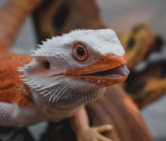 Beardie Keeps Opening Mouth