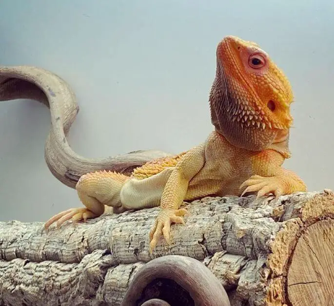 Beardie Life Substrate